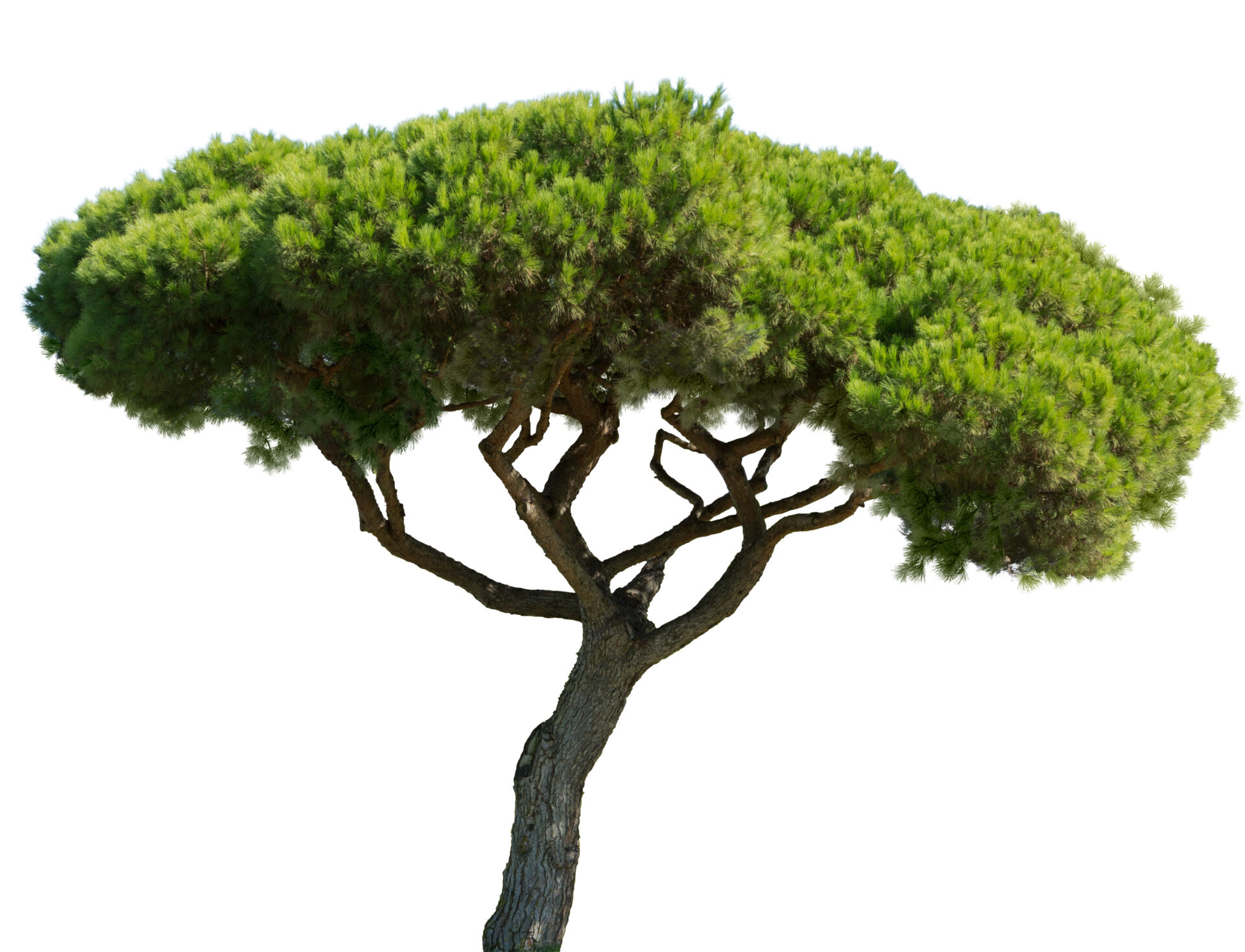 mediterranean stone pine